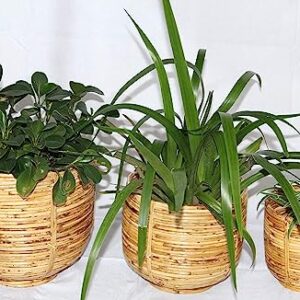 Cane Pot Planter Tub | U Shape Base | Set of 3