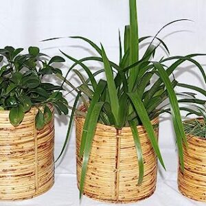 Cane Pot Planters | Round Base Holders | Set of 3