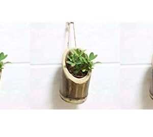 Vertical Hanging Bamboo Planters with Rope - Bamboo Stand - Bamboo Pot
