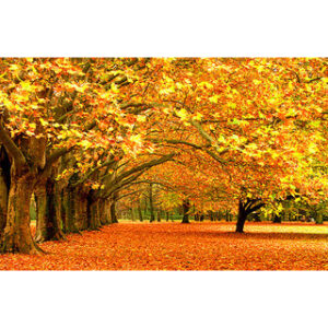 Style UR Home - Maple Tree with Falling Leaves - 3D Printed Non Tearable High Quality Wallpaper- 3ft x3ft
